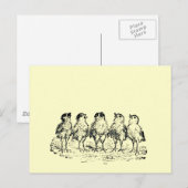 Carte Postale poussins (Devant / Derrière)