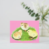 Carte Postale Poussins Aseel Blé (Debout devant)