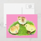 Carte Postale Poussins Aseel Blé (Devant / Derrière)