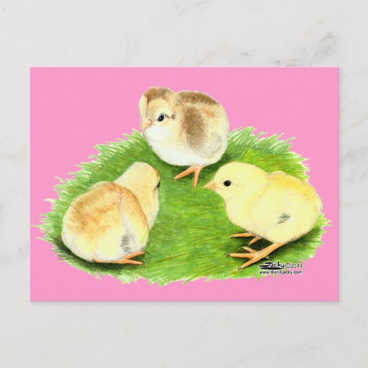 Carte Postale Poussins Aseel Blé (Devant)