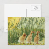Carte Postale Poussins de bébé (Devant / Derrière)