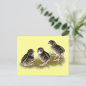 Carte Postale Poussins de caille Coturnix (Debout devant)