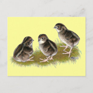 Carte Postale Poussins de caille Coturnix