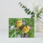Carte Postale Poussins et oeufs (Debout devant)