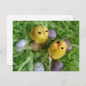 Carte Postale Poussins et oeufs (Devant / Derrière)