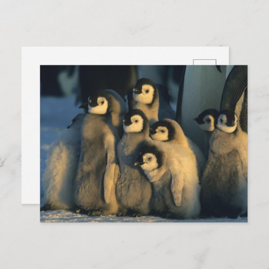 Carte Postale Poussins Penguin Empereur en crèche, Apténodytes (Devant / Derrière)