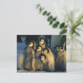 Carte Postale Poussins Penguin Empereur en crèche, Apténodytes (Debout devant)