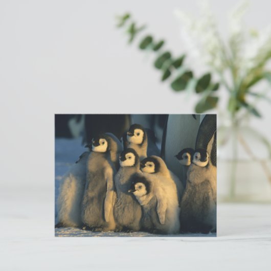 Carte Postale Poussins Penguin Empereur en crèche, Apténodytes (Debout devant)