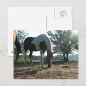 Carte Postale Poutres de soleil éblouissantes (Devant / Derrière)