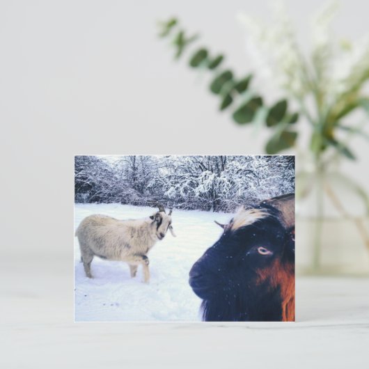 Carte postale Power chèvre (Debout devant)