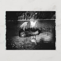 Carte postale Power chèvre