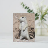 Carte postale Power Ranger Squirel (Debout devant)