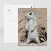Carte postale Power Ranger Squirel (Devant / Derrière)