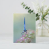 Carte Postale Prachtlibelle (Debout devant)