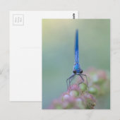 Carte Postale Prachtlibelle (Devant / Derrière)