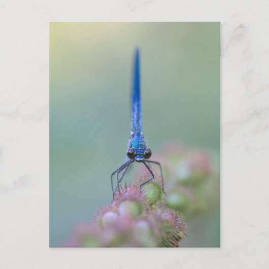 Carte Postale Prachtlibelle (Devant)