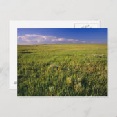 Carte Postale Prairie à graminées courtes dans le nord-est éloig (Devant / Derrière)