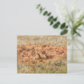Carte Postale Prairie Dog, Devil's Tower National Monument, WY (Debout devant)