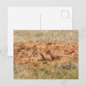 Carte Postale Prairie Dog, Devil's Tower National Monument, WY (Devant / Derrière)