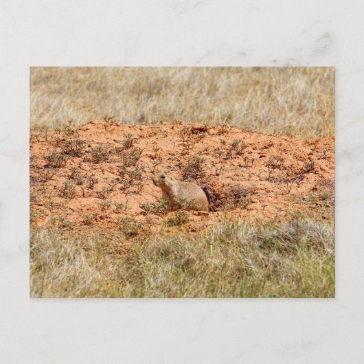 Carte Postale Prairie Dog, Devil's Tower National Monument, WY (Devant)