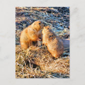 CARTE POSTALE PRAIRIE DOGS (Devant)