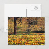 Carte Postale prairie florale (Devant / Derrière)