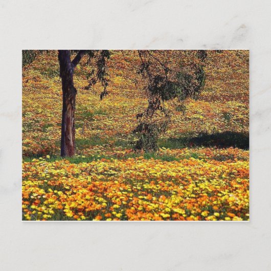 Carte Postale prairie florale (Devant)