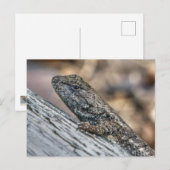 Carte Postale Prairie Lizard (Devant / Derrière)
