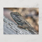 Carte Postale Prairie Lizard (Devant)