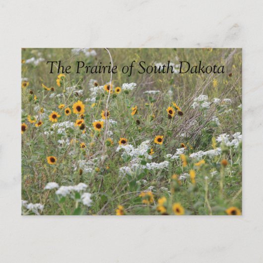 Carte postale Prairie of South Dakota (Devant)