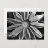 Carte Postale Prairie Sun Rudbeckia B&W (Devant / Derrière)