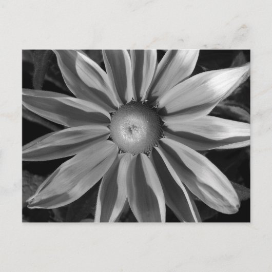 Carte Postale Prairie Sun Rudbeckia B&W (Devant)