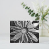 Carte Postale Prairie Sun Rudbeckia B&W (Debout devant)