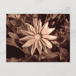 Carte Postale Prairie Sun Rudbeckia - Sepia