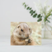Carte postale Prairiedog (Debout devant)