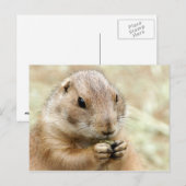 Carte postale Prairiedog (Devant / Derrière)