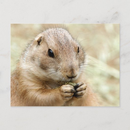 Carte postale Prairiedog (Devant)