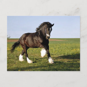 Carte Postale Prancing Clydesdale