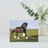 Carte Postale Prancing Clydesdale (Debout devant)