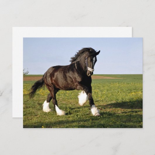 Carte Postale Prancing Clydesdale (Devant / Derrière)
