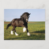 Carte Postale Prancing Clydesdale (Devant)
