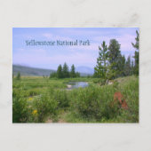 Carte Postale Pré d'été à Yellowstone (Devant)