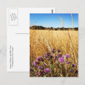 Carte Postale Pré d'été avec chardon de lait (Devant / Derrière)