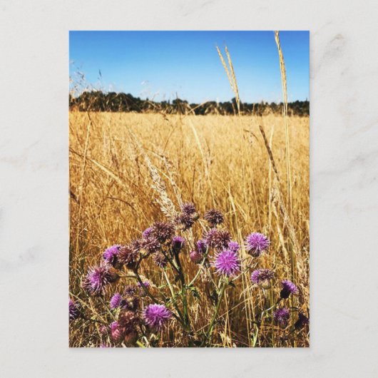 Carte Postale Pré d'été avec chardon de lait (Devant)