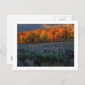 Carte Postale "pré d'été supérieur" (Devant / Derrière)