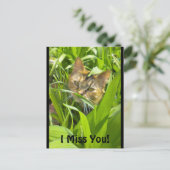 Carte postale Precieux Jungle Kitty "Missing you" (Debout devant)