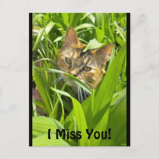 Carte postale Precieux Jungle Kitty "Missing you" (Devant)