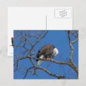 Carte Postale Prédiction de l'aigle à tête blanche (Devant / Derrière)