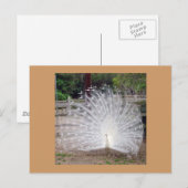 Carte Postale Préface (Devant / Derrière)