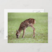 Carte Postale Préfecture de Nara, Honshu, Japon (Devant / Derrière)